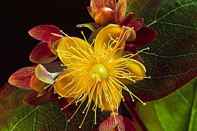 《野火》游戏艺术图被区块链游戏盗用 太无耻了